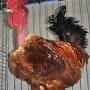 Baskische Hühner rot-sperber-columbia von Menorca Asociacion gallinas Preis g 91
