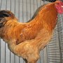 Oraverer Hühner gelbbraun  von Daniel Durik Preis g 92