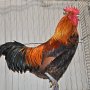 Tschechisches Huhn goldhasig mit Mehrfachsaum von Ruben Boomen sg 95 LB EC
