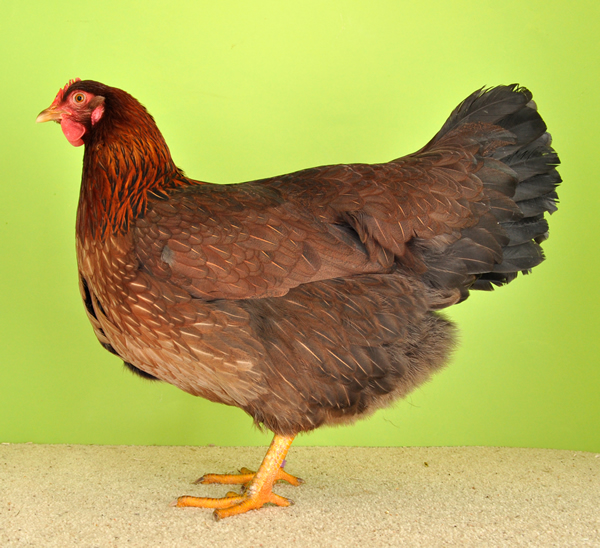 Get Welsumer Huhn Charakter