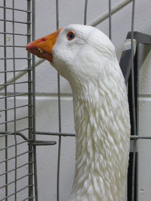 Emdener Gänse