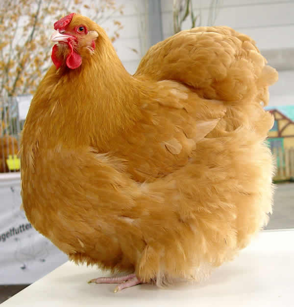 Курица редбро описание породы фото