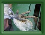 P1160357 * Bild der Woche 41/2008 
Bild vom Fuß eines Seidenhuhns mit korrekter Zehenstellung, ( 5 Zehen ) Aufgenommen Tierbesprechung in Mastholte  * 536 x 407 * (31KB)